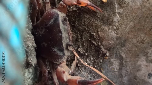 Gecarcinucoidea in the garden photo