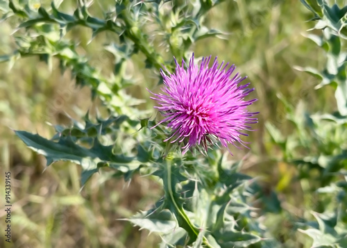purple flowers of welted thistle (Carduus acanthoides) grow on the lawn photo