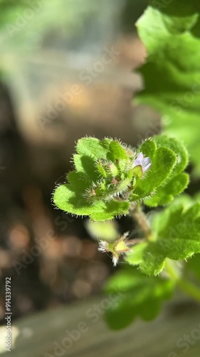 green leaves  with white butterfly