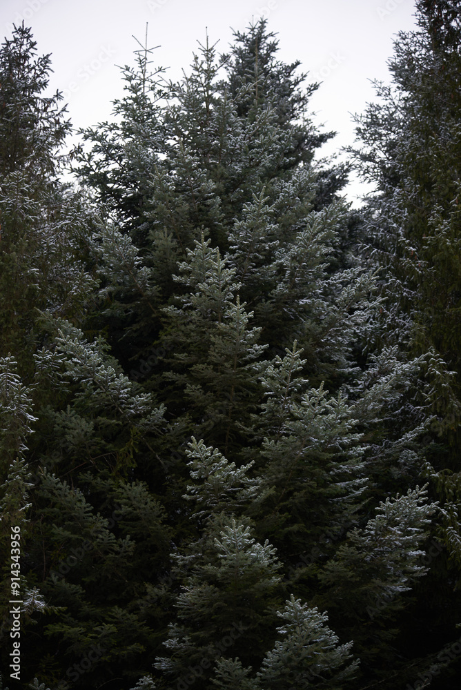 Fototapeta premium growing trees in Ukraine