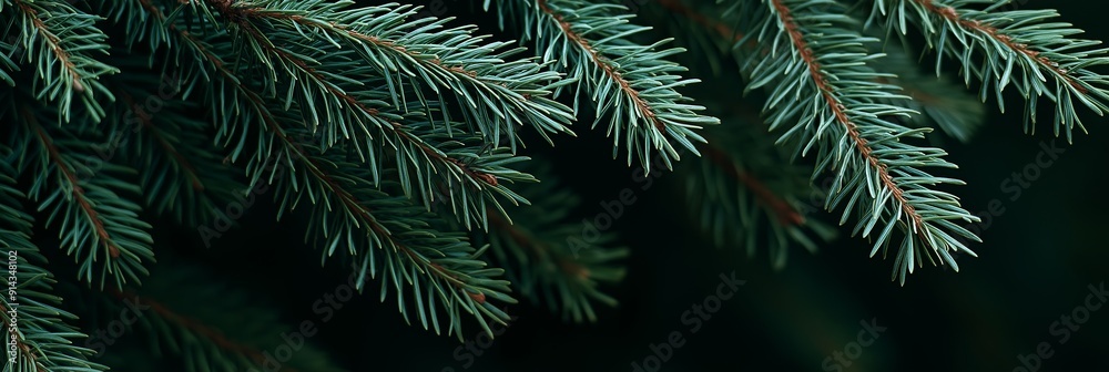 custom made wallpaper toronto digitalCloseup of fir tree branches with needles, creating a natural pattern with a deep green color. Perfect for any project related to nature, forests, or the holiday season