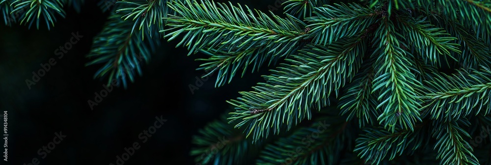 Close up of a fir tree branch with vibrant green needles, creating a natural and festive background perfect for holiday designs Close up of a fir tree branch with vibrant green needles, creating a natural and festive background perfect for holiday designs