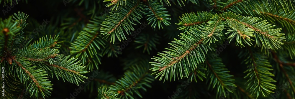Vibrant green pine branches creating a captivating natural backdrop, ideal for evoking a sense of tranquility and the beauty of the outdoors Vibrant green pine branches creating a captivating natural backdrop, ideal for evoking a sense of tranquility and the beauty of the outdoors