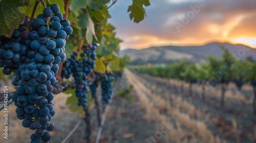Wallpaper Mural Vineyard at sunset with large of grapes hanging from the vines Torontodigital.ca