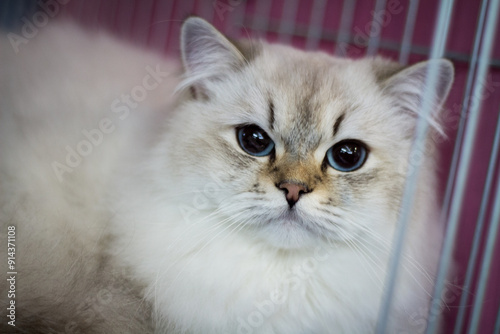 Close-up of a beautiful white cat with blue eyes peering through the bars of a cage