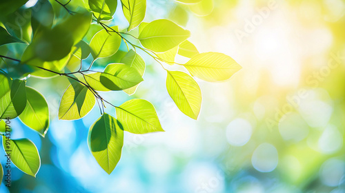 Folhas verdes frescas de primavera e verão com reflexos do sol e fundo de céu azul, vista da natureza com bokeh desfocado