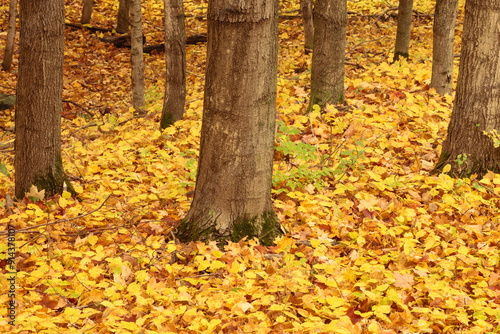 Maple tree trunks break the pattern of autumn maple leaves on the ground within the Pike Lake Unit, Kettle Moraine State Forest, Hartford, Wisconsin