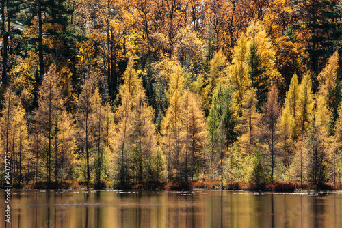 Tamaracks on a small bog lake near Boulder Junction, Wisconsin in mid-October are in various stages of turning colors under the autumn sun