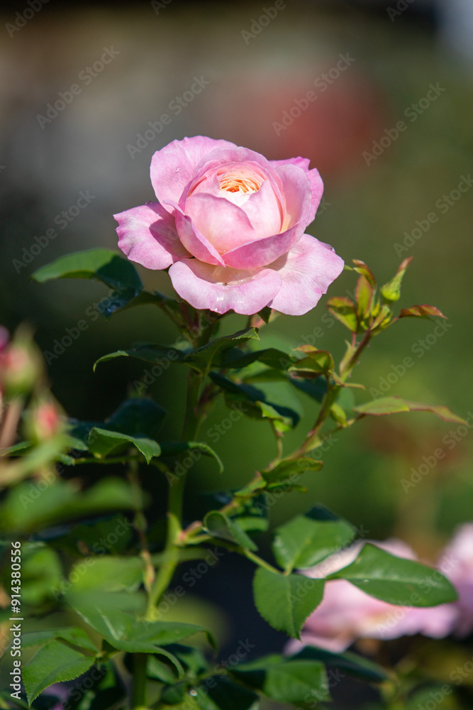 Rose flowers growing in nature close-up. Rose flowers growing in nature close-up.