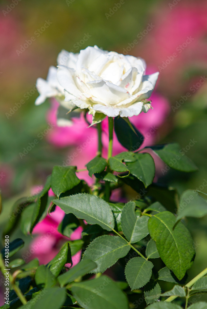 Rose flowers growing in nature close-up. Rose flowers growing in nature close-up.