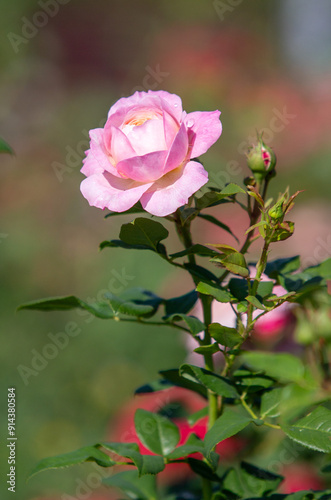 Rose flowers growing in nature close-up.