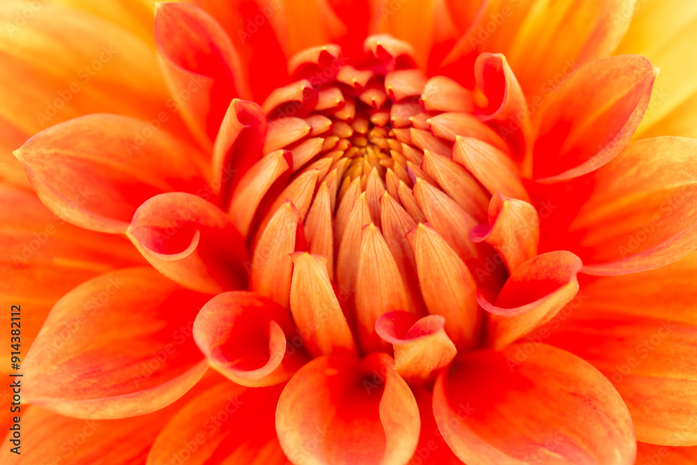 Closeup of vibrant orange and yellow dahlia in autumn
Closeup of vibrant orange and yellow dahlia in autumn