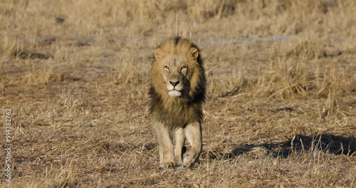 Slow motion close-up. Magnificent male lion walking towards camera photo