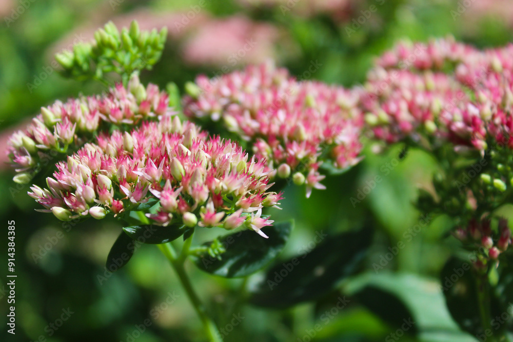 close up of pink flower