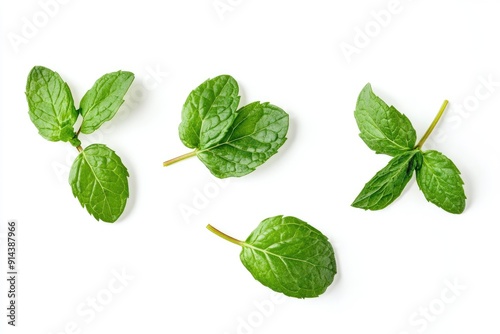 Fresh Green Mint Leaves Isolated on White Background