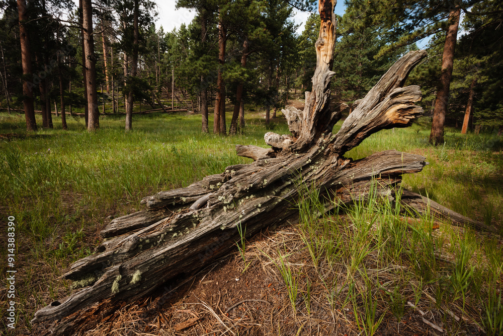 The rotting tree trunk contrasts against the green vegetation within an open field in Rocky Mountain National Park, Colorado in late July The rotting tree trunk contrasts against the green vegetation within an open field in Rocky Mountain National Park, Colorado in late July