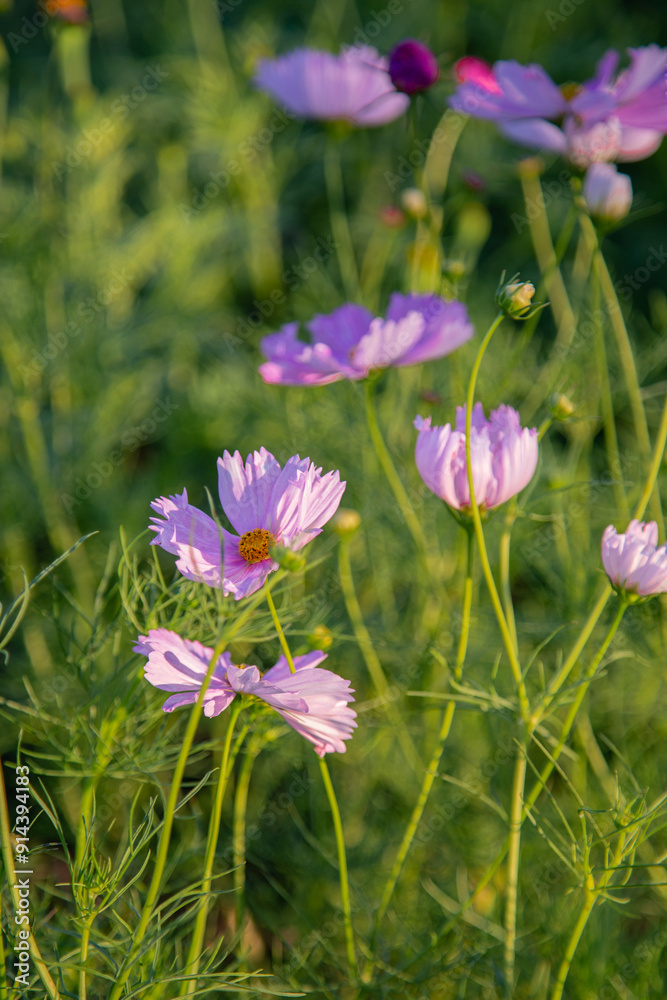 Fototapeta premium Summer Blooms