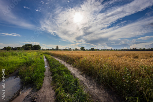 A winding dirt path leads through golden wheat fields, basking in sunlight, as fluffy clouds drift lazily across the expansive blue sky.