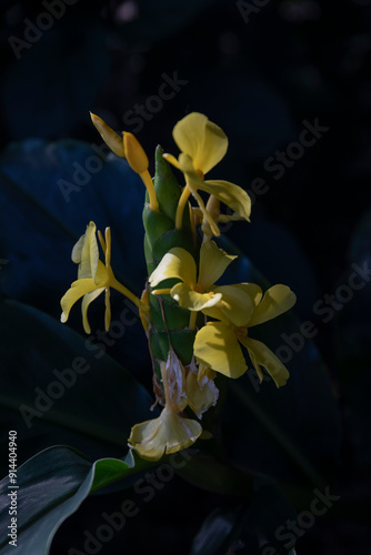 Hedychium wardii flowers, kahill ginger photo