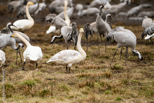 Swan, swans (Cygnus) flapping its wings, cranes (Grus grus) in the background