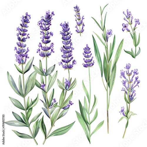 Watercolor illustration of lavender flowers and leaves.