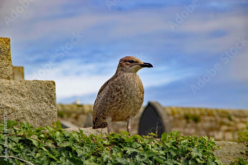 A closeup view of a young great black-backed gull (Larus marinus) photo