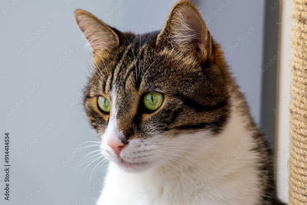 Beautiful domestic cat with green eyes looks away. Detailed photo. High quality photo. Beautiful domestic cat with green eyes looks away. Detailed photo. High quality photo.