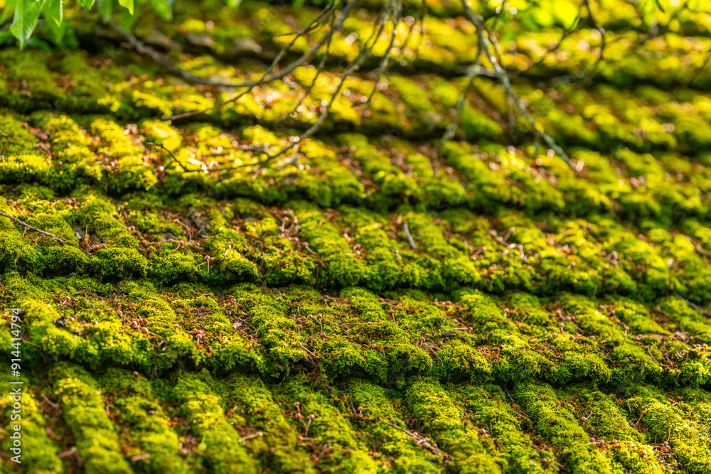 Really mossy roof tiles of a barn. Really mossy roof tiles of a barn.