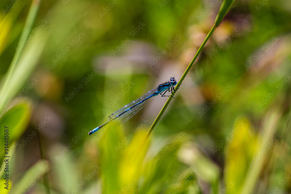 Irish Damselfly Coenagrion lunulatum perching on a grass straw. Irish Damselfly Coenagrion lunulatum perching on a grass straw.