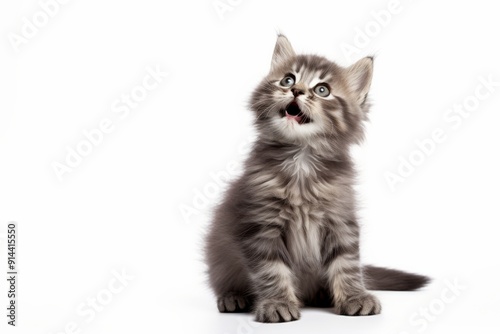 photograph of Funny big gray kitten Cute fluffy cat licks its lips Isolated on white background.