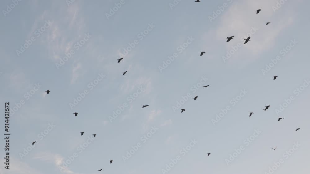 Flock of crows flying in an imperfect formation. Slow motion, Birds flying in formation. Migrating Greater birds flying in Formation. Big Flock of birds. ProRes 422, ungraded C-LOG 10 bit color Flock of crows flying in an imperfect formation. Slow motion, Birds flying in formation. Migrating Greater birds flying in Formation. Big Flock of birds. ProRes 422, ungraded C-LOG 10 bit color