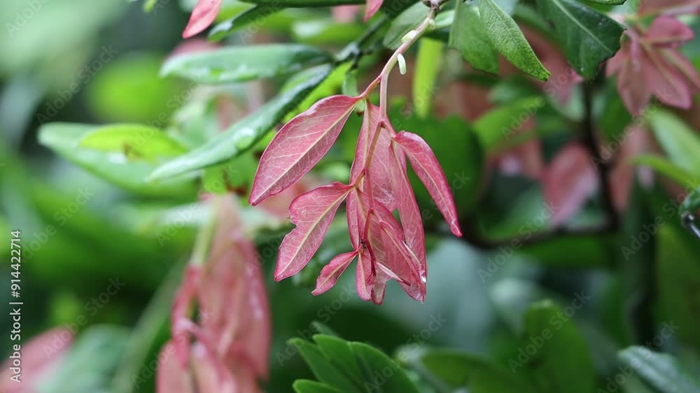 pink and green leaves on the tree