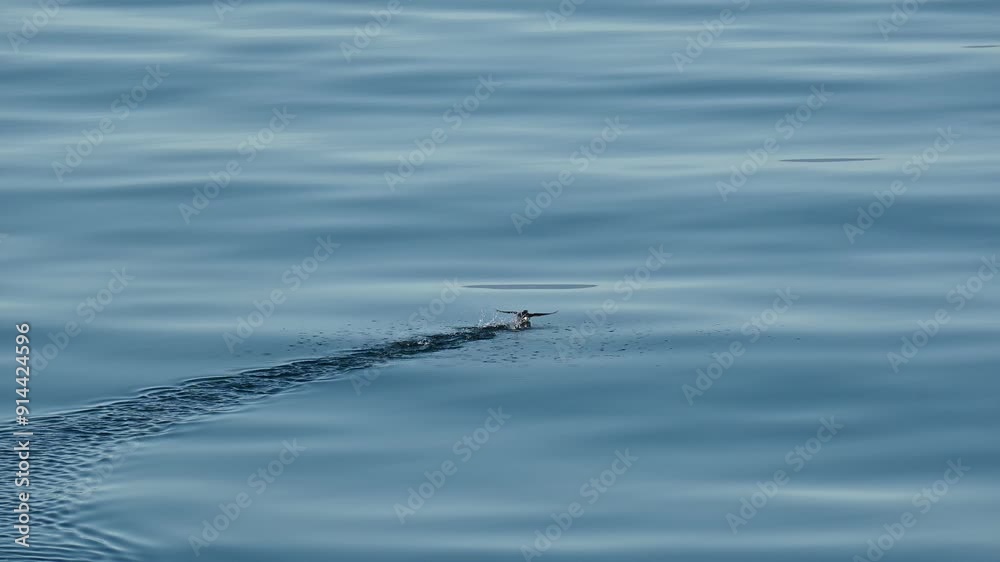 Sea puffins flying away from ferry boat on the water surface in Northern Norway Sea puffins flying away from ferry boat on the water surface in Northern Norway