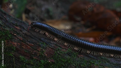 Millipede crawling on bark covered with moss in dark forest environment. photo