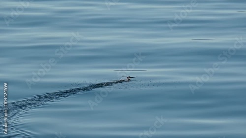 Sea puffins flying away from ferry boat on the water surface in Northern Norway