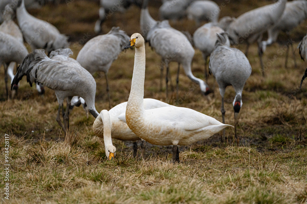 Obraz premium Swan, swans (Cygnus) flapping its wings, cranes (Grus grus) in the background