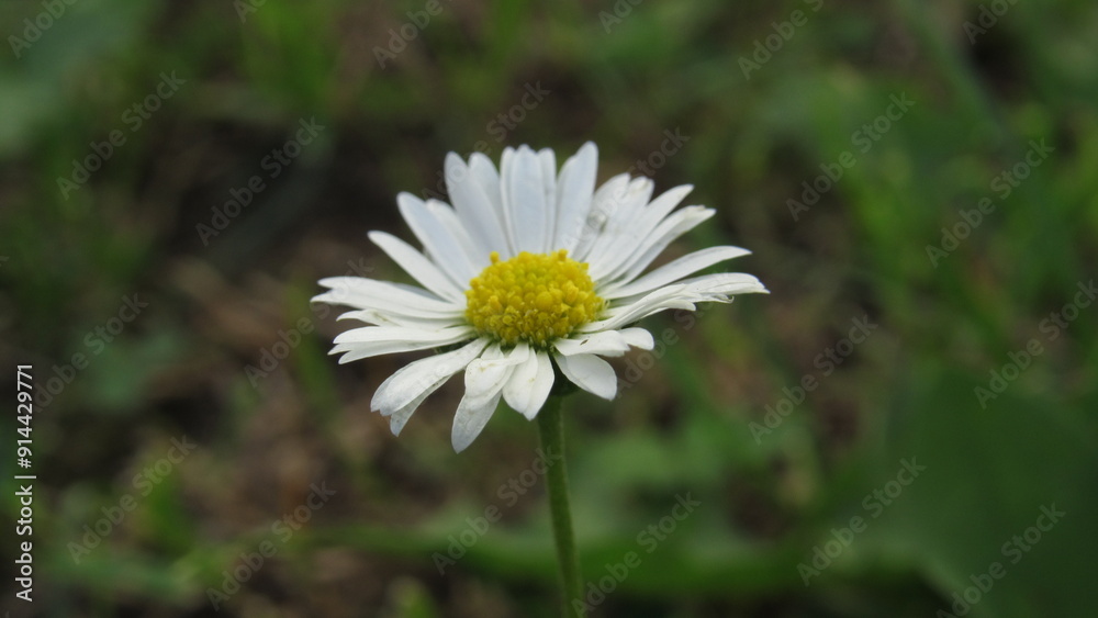 white daisy flower. daisy in the grass white daisy flower. daisy in the grass