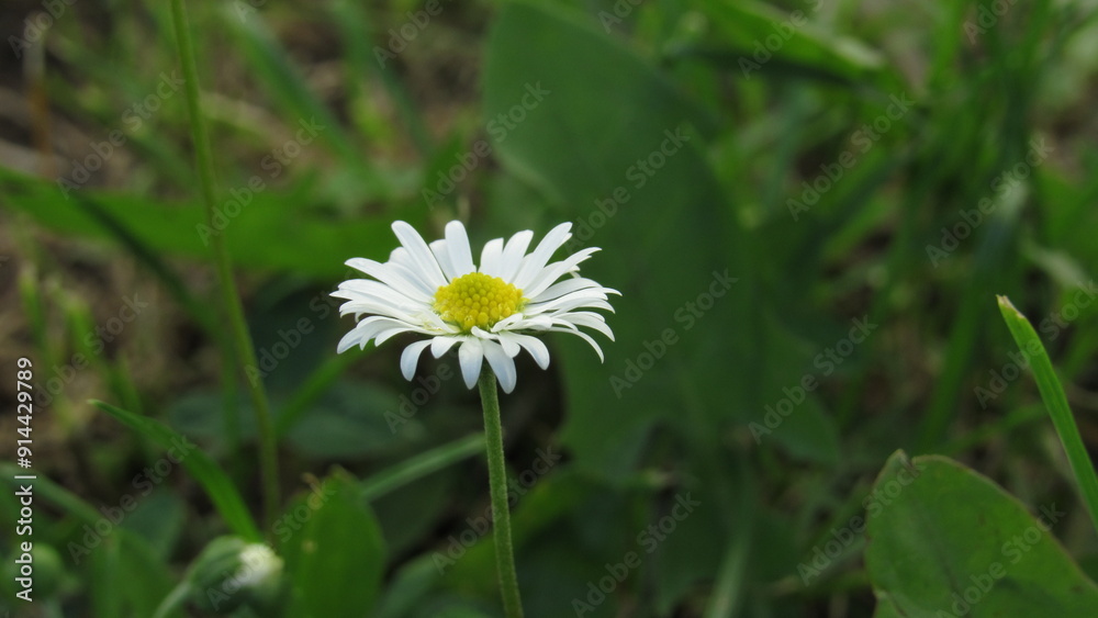 white daisy flower. daisy in the grass white daisy flower. daisy in the grass