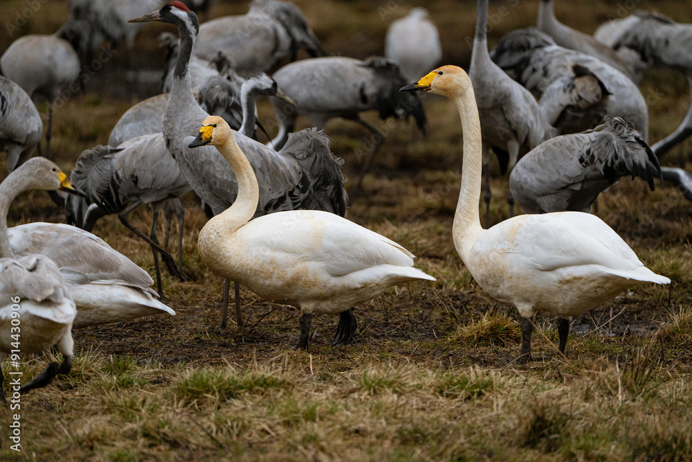 Obraz premium Swan, swans (Cygnus) flapping its wings, cranes (Grus grus) in the background
