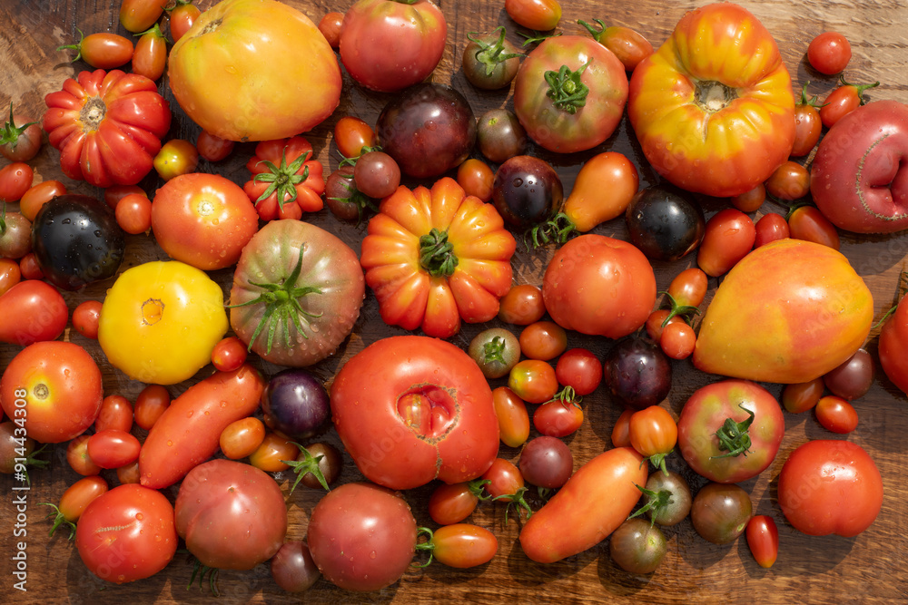 top view tomatoes in many shapes, sizes and colors on wooden background. Home greenhouse grown vegetables full of different flavours.