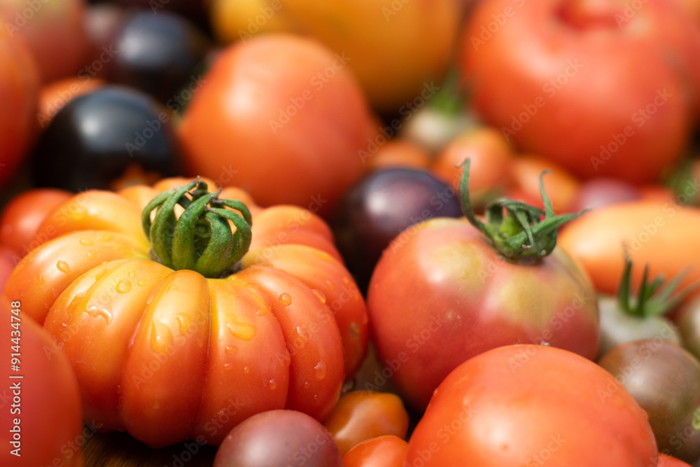 Self-grown garden tomatoes in many different varieties and colors, closeup with selective focus.