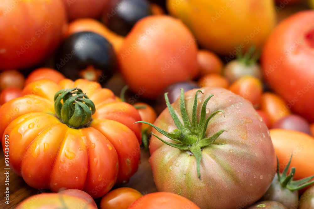 Self-grown garden tomatoes in many different varieties and colors, closeup with selective focus.