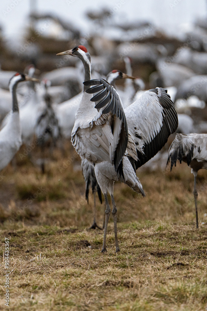 Fototapeta premium Cranes (grus grus) during a courtship dance and in the background a group of cranes eating and fighting and standing around the lake