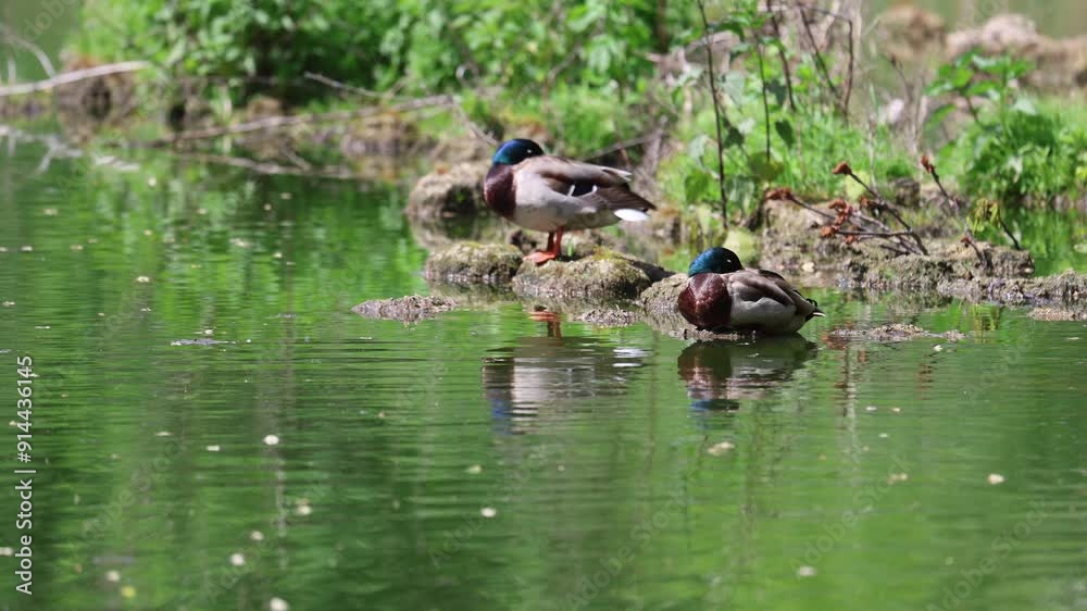 Ducks sleep, clean their feathers, eat algae. Ducks are beautifully reflected in water. A family of ducks, geese swims in a water channel, river, lake. Ducks sleep, clean their feathers, eat algae. Ducks are beautifully reflected in water. A family of ducks, geese swims in a water channel, river, lake.
