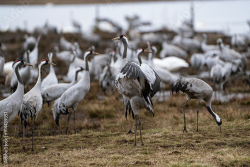 Group of cranes eating and fighting and standing around the lake