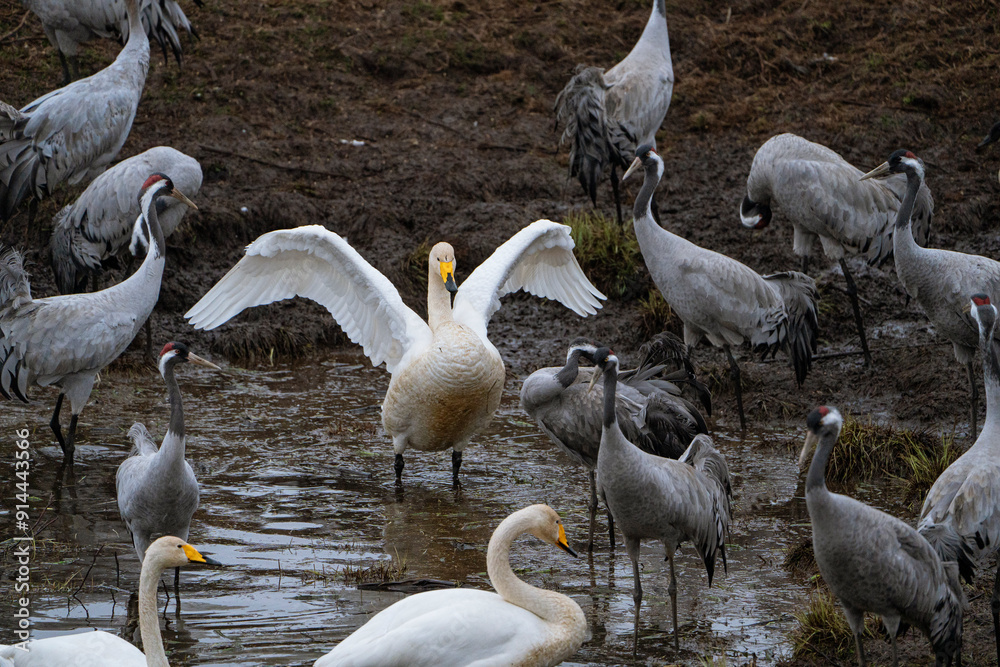Obraz premium Swan, swans (Cygnus) flapping its wings, cranes (Grus grus) in the background