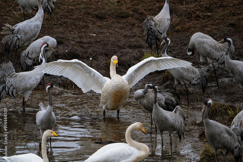 Swan, swans (Cygnus) flapping its wings, cranes (Grus grus) in the background