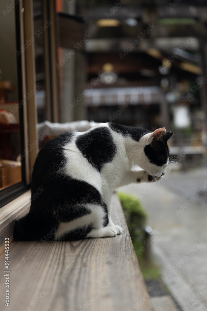 Obraz premium Temple Cats