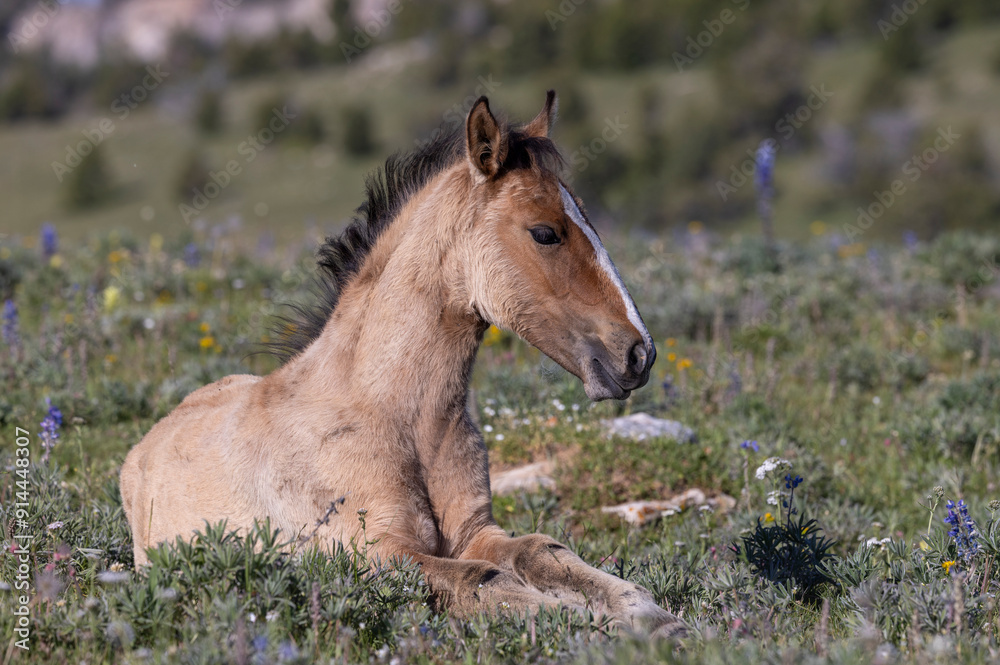 Wild Horse in Summer in the Pryor Mountains Montana Wild Horse in Summer in the Pryor Mountains Montana