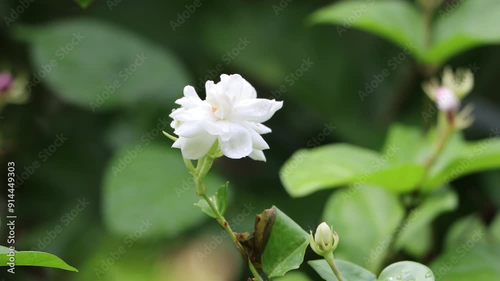 jasmine flowers on the tree in nature bokeh background. jasmine flowers on the tree in nature bokeh background.
